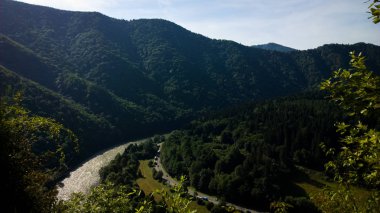 arka planda ağaçlar ile yaz ormanı