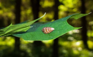 Ormanda yeşil yaprak üzerinde kabuk