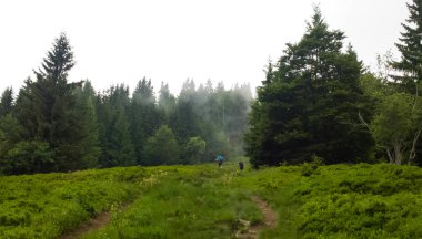 arka planda ağaçlar ile yaz ormanı