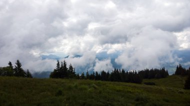 arka planda ağaçlar ile yaz ormanı