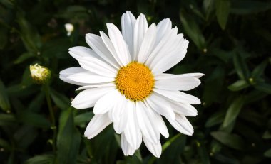 arka planda yaz çiçek, yakın