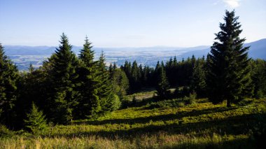 arka planda ağaçlar ile yaz ormanı