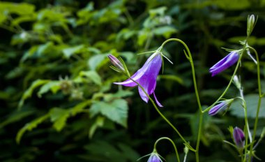 Bahçede bahar çiçeği