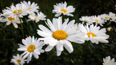 Yeşil çayır üzerindeki güzel beyaz papatya tarlası