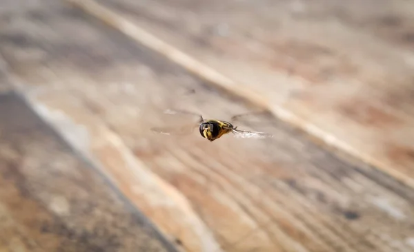 Insecte Volant Dans Une Pièce Vide — Photo