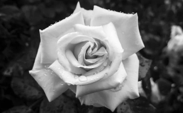 Fleur Rose Noir Blanc — Photo
