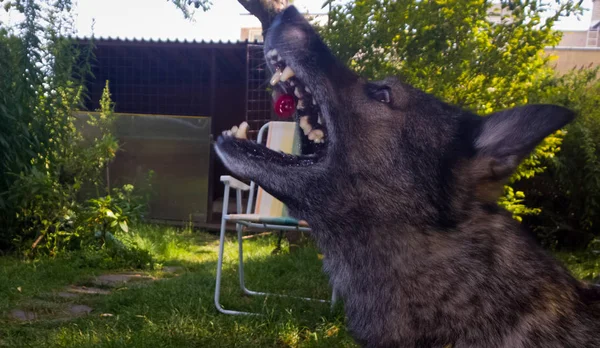 Cara Perro Casa Jardín — Foto de Stock