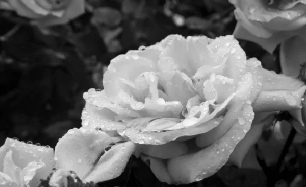 Belles Roses Sur Fond Gros Plan — Photo