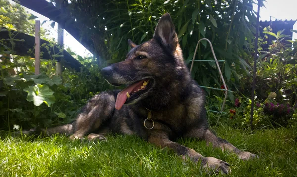 Собака Зеленому Фоні — стокове фото