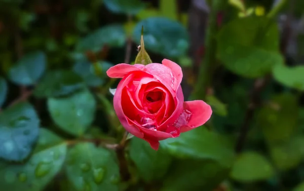 Красный Цветок Розы Зеленом Фоне — стоковое фото