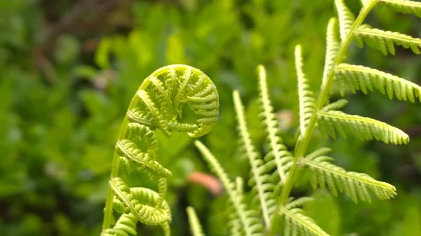 Fern Jaře Slovensko — Stock fotografie