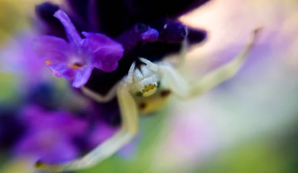 Spider Flower Background Close — Stock Photo, Image