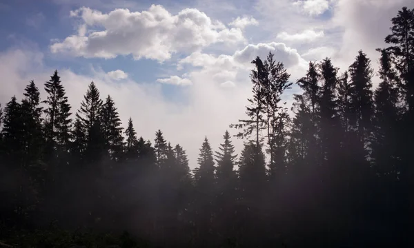 summer forest with trees on background