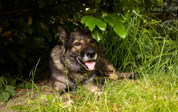 Anjing Gembala Jerman Tergeletak Kebun — Stok Foto