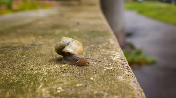 Pequeno Caracol Fundo Natural Close — Fotografia de Stock