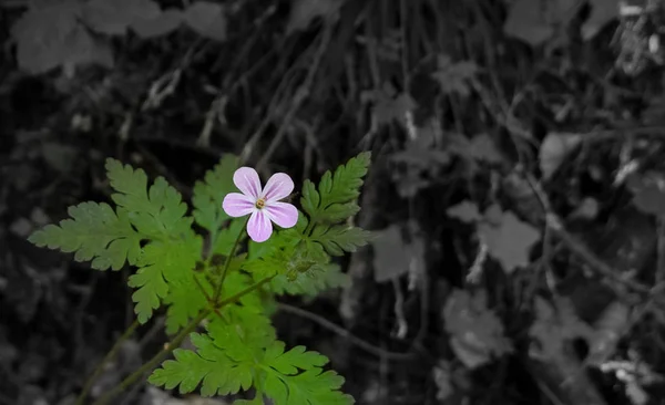 Belles Fleurs Dans Jardin — Photo