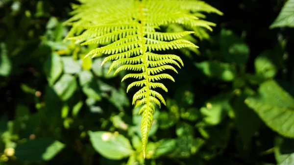 Fern Jaře Slovensko — Stock fotografie