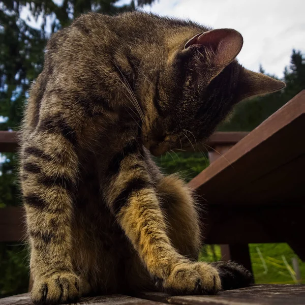 Roztomilý Kočka Venku Slovensku — Stock fotografie