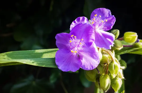 Purpurové Květiny Které Jsou Svázány Královskou Obřadností Představují Důstojnost Hrdost — Stock fotografie