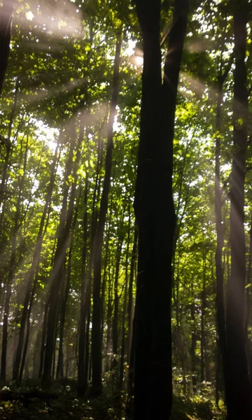 Floresta Verão Com Árvores Fundo — Fotografia de Stock