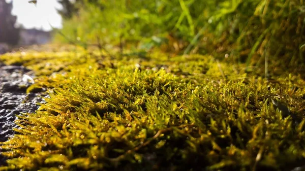Πράσινο Moss Στο Παρασκήνιο Κοντινό — Φωτογραφία Αρχείου