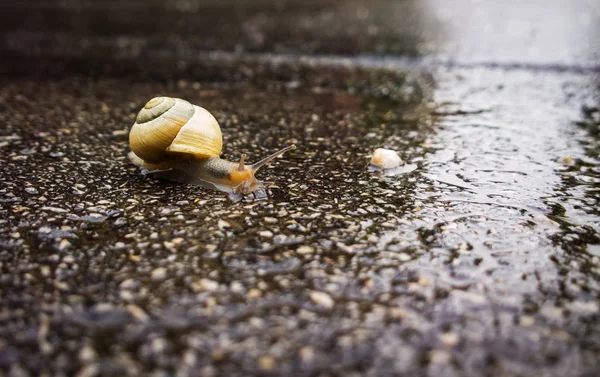 Snail Wet Asphalt Closeup — Stock Photo, Image