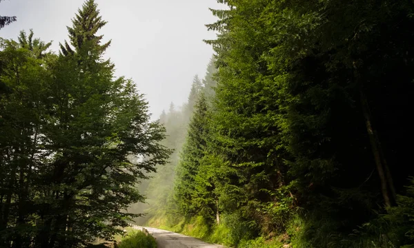 summer forest with trees on background