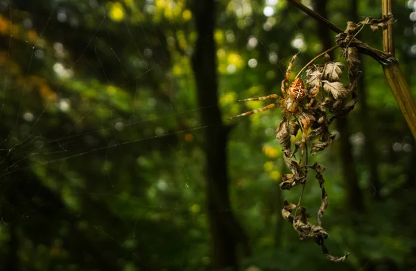 Spider Web Background Close — Stock Photo, Image