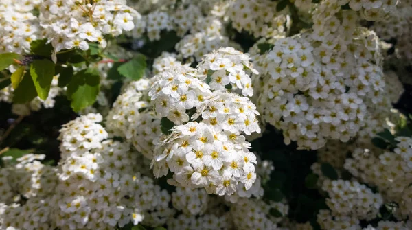 Fleurs Blanches Dans Jardin Vert — Photo