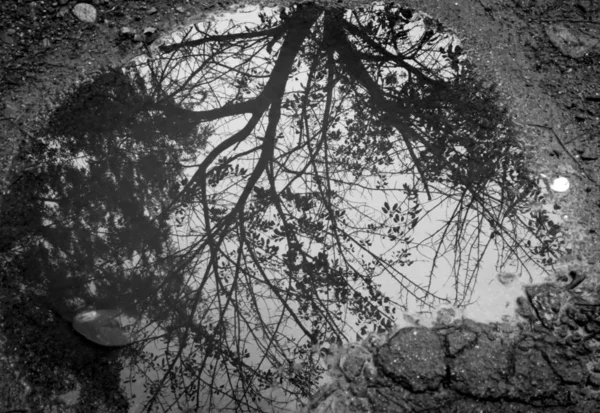 Reflet Arbre Dans Flaque Slovaquie — Photo