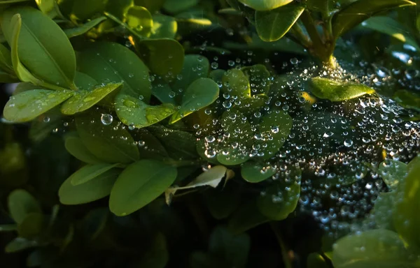 Folhas Verdes Floresta — Fotografia de Stock