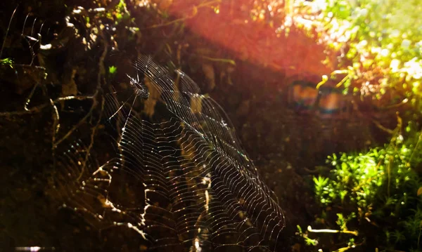 Reggeli Harmatos Pókháló Növényen — Stock Fotó