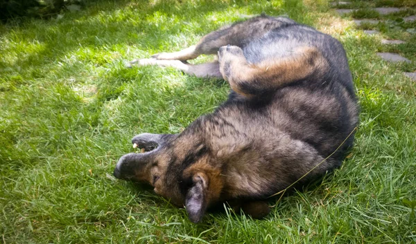 Schwarzer Hund Gras — Stockfoto