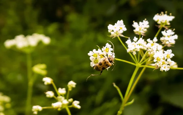 Sommerblumen Auf Hintergrund Nahaufnahme — Stockfoto