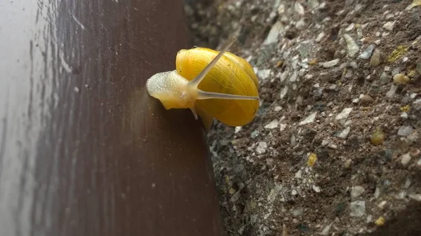 Snigel Träd Nära Håll Skogen — Stockfoto