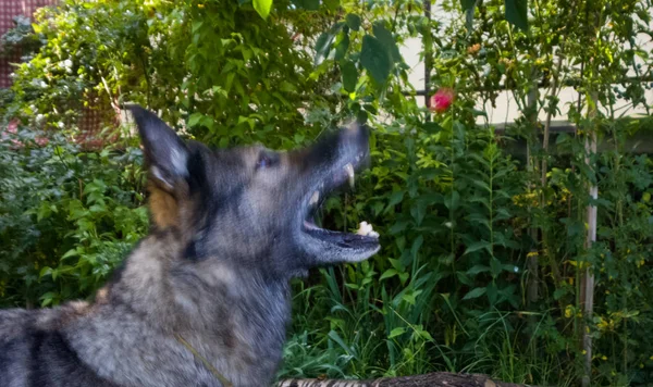 Cara Perro Casa Jardín — Foto de Stock