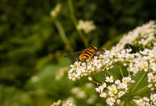 Insekt Auf Blumen Hintergrund Nahaufnahme — Stockfoto