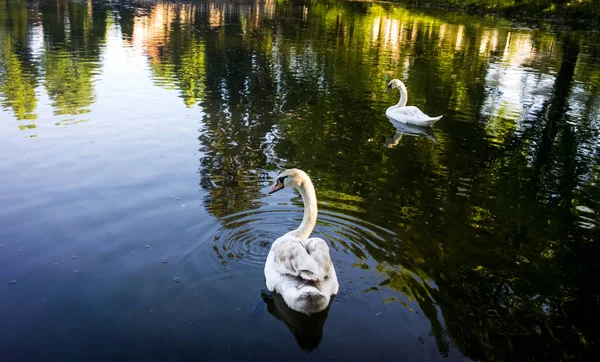 White Swans Swimming Lake — Stock Photo, Image