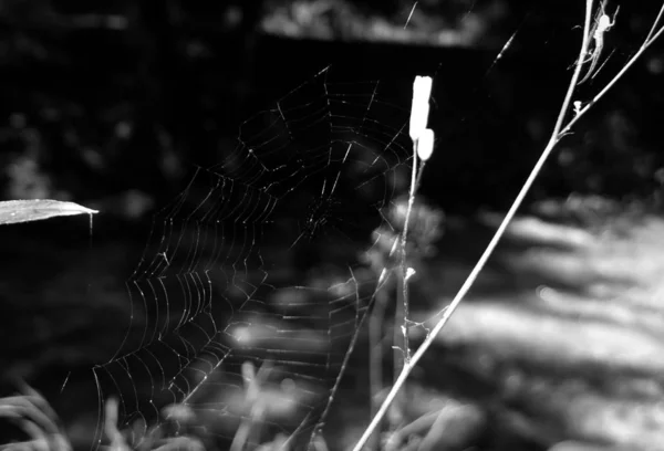 Toile Araignée Rosée Matin Sur Plante Fond Noir Blanc — Photo