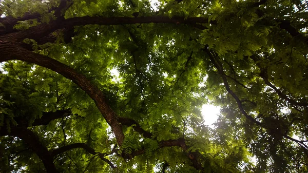 Muitas Árvores Luz Solar Floresta Verde — Fotografia de Stock