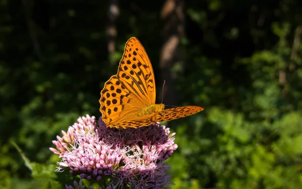 Beau Papillon Sur Fond Gros Plan — Photo