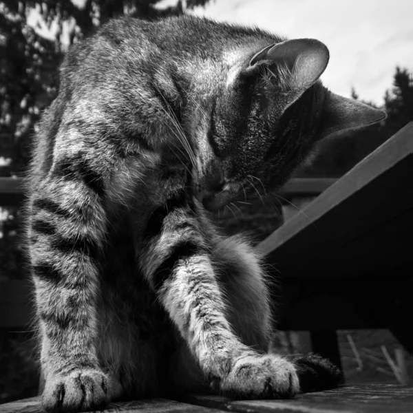 Niedliche Katze Freien Der Slowakei — Stockfoto