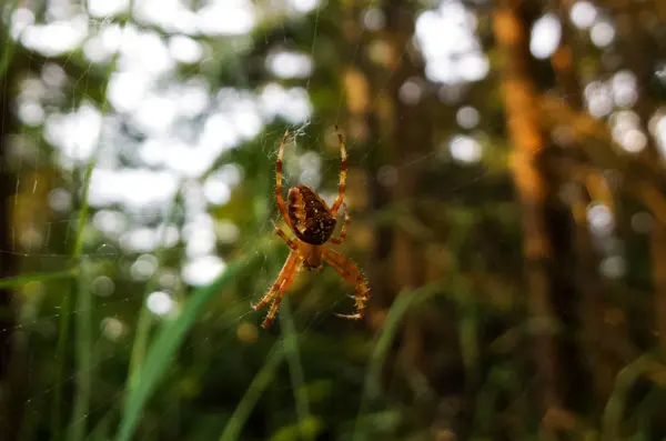 Araña Web Fondo Cerca —  Fotos de Stock