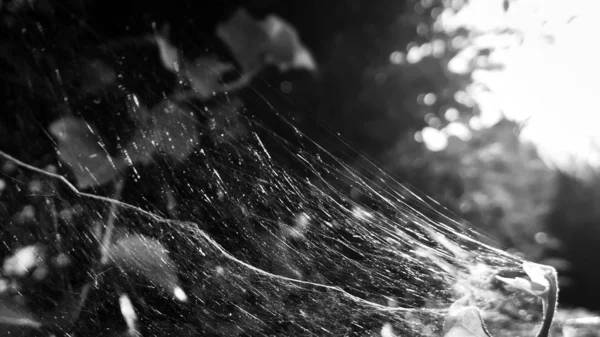 Morning Dewed Spider Web Plant Black White Background — Stock Photo, Image