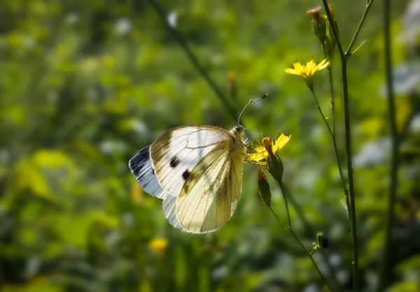 아름다운 나비를 배경으로 가까이 — 스톡 사진