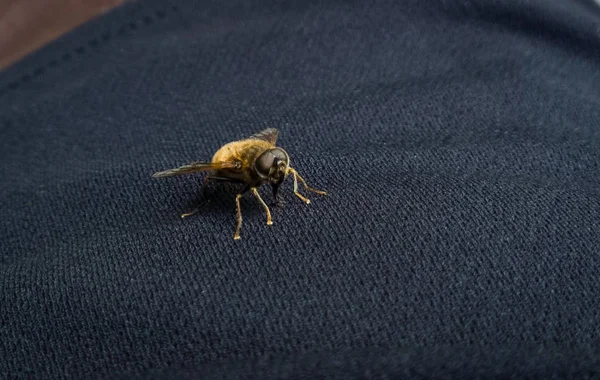 Abeille Fraîche Sur Table — Photo