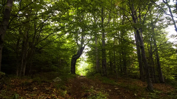 arka planda ağaçlar ile yaz ormanı