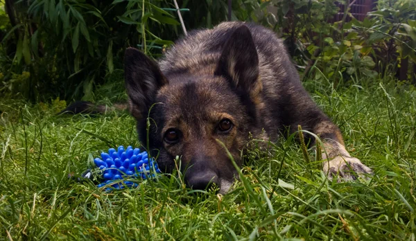 Porträt Eines Hundes Der Gras Liegt — Stockfoto