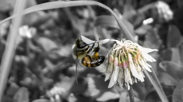 Μέλισσα Στον Κήπο Μιας Πεταλούδας — Φωτογραφία Αρχείου