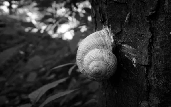 Malý Šnek Přirozeném Pozadí Zblízka — Stock fotografie